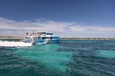 From Perth or Fremantle: Rottnest Island Ferry and Bus Tour