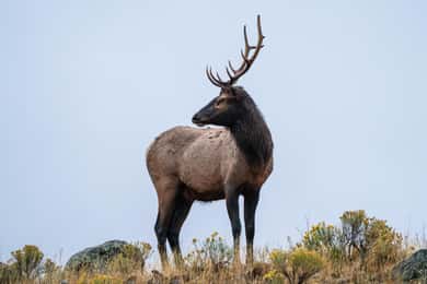 Parque Nacional de Yellowstone: Tour de 1 dia para fotografar a vida selvagem