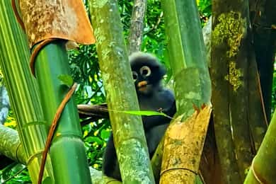 Из Краби: Tip-Top Khao Sok Wildlife Day & Night: ИНДИВИДУАЛЬНЫЙ