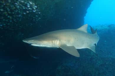 Perth: Rottnest Island Scuba Diving Day Trip-Certified diver