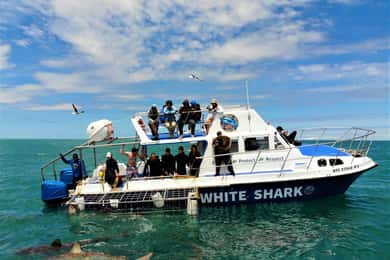 Shark Cage Diving with transport from Cape Town