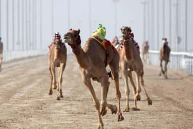 Doha: Camel Race Track and West Coast Private Tour