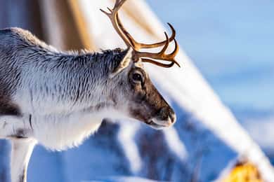 ترومسو: تجربة إطعام الرنة الملكية وثقافة السامي