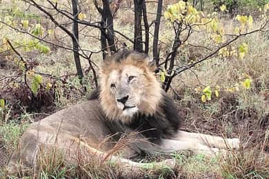 Kruger Park Safari from Maputo