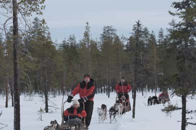 Levi: Husky-slædetur om aftenen under nordlyset