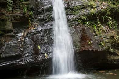 Zorro Falls Tour
