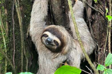 Manuel Antonio nationalpark: Guidad rundtur