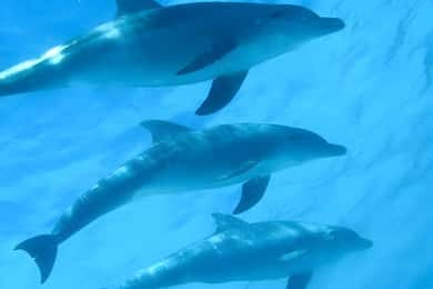 Zanzibar: tour di snorkeling e avvistamento delfini all'isola di Mnemba