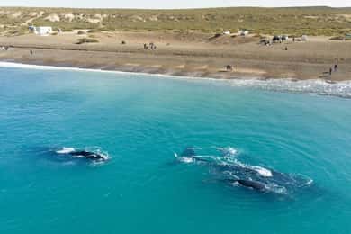 Puerto Madryn: El Doradillo Whale Watching Half-Day Tour