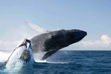 Valskådning i Byron Bay med marinbiolog