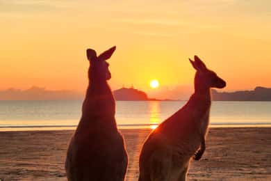 Sunrise with the Kangaroos & Wallabies - Airlie Beach