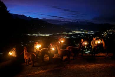 Triesenberg: Rundgang mit Lamas und Käse-Raclette