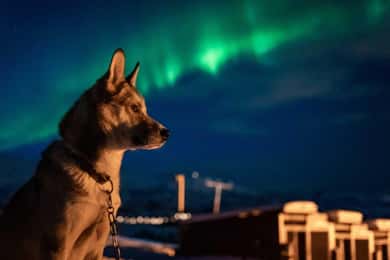 Tromsö: Norrsken Huskybesök med traditionell middag