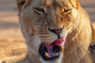 Nairobi: National Park Guided Game Drive