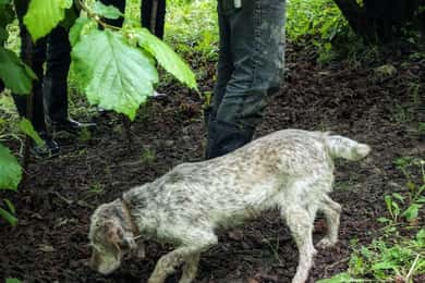 Langhe: Truffle Hunt with Local Trifulau and Dog