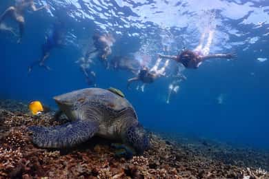 Koh Tao: Undervandsperler, øhop og snorkeleventyr