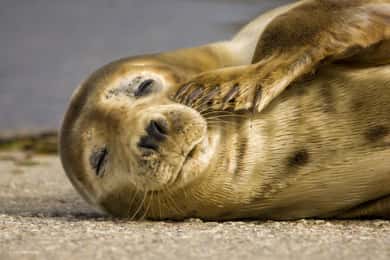 Cornwall: Guided Seal Safari by Boat