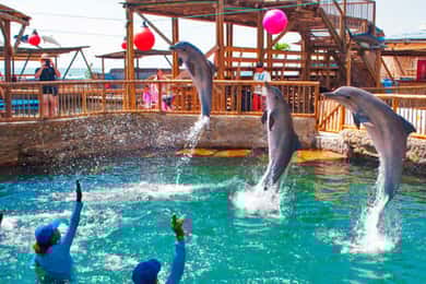 SANTA MARTA: Tour with Entrance to the Aquarium and Transfer to Playa Blanca!