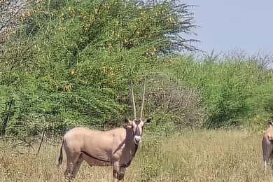2 Days Wildlife & Bird Watching Tours to Awash National Park