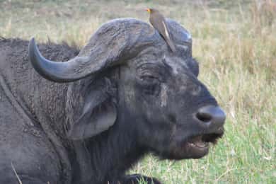 Nairobi national park: Sunrise and Sunset Tours