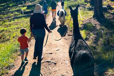Denver: Llama Hike in the Rocky Mountains