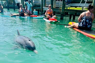 Bonita Springs Dolphin, Manatee & Sea Turtle Adventure Tour!
