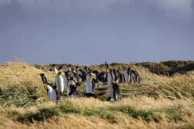 Punta Arenas: Full Day Tierra del Fuego & King Penguins