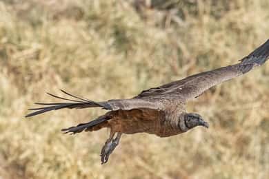 Da Córdoba: osservazione dei condor e trekking alle cascate Los Lampazos con pranzo