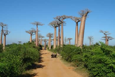 Madagaskar: 12-tägige Tour mit Flügen und Unterkunft