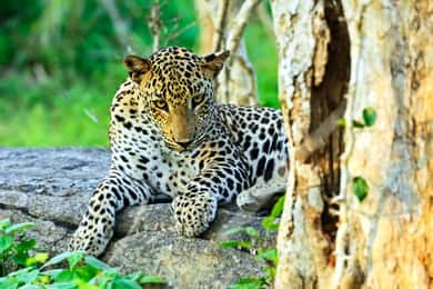 Safari privado no Parque Nacional de Yala: excursão 4x4 para observação de leopardos
