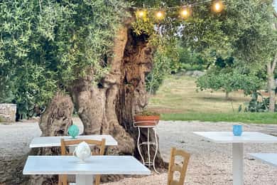 Ostuni: rondleiding op een boerderij tussen duizendjarige olijfbomen met olijfolieproeverij