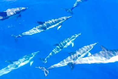 Los Gigantes: crociera con avvistamento di balene e delfini con pranzo