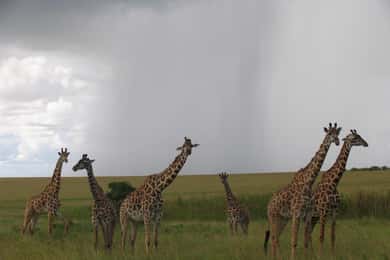 Nairobi National Park Half-Day Game Drive
