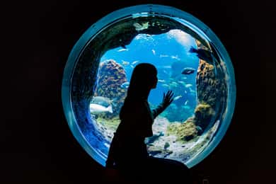 Enoshima Aquarium: Admission Ticket