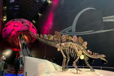 London: Natural History Museum Private Tour & Skip the line