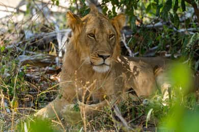 Parco Nazionale Nyerere: Safari di lusso fly-in fly-out