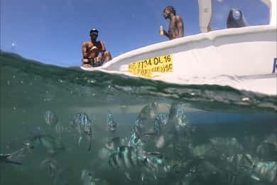 La Preneuse: Speedboat-tur för delfinskådning och snorkling