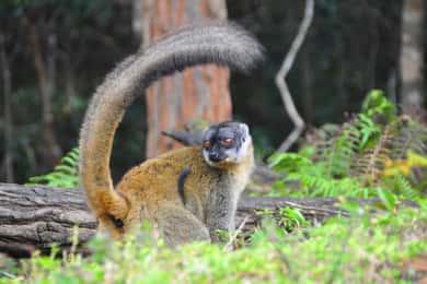 Antananarivo: Tagestour zum Mantasoa-See
