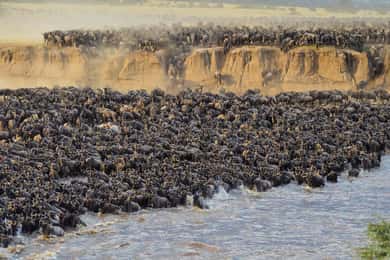 4 Days Masai Mara and Lake Nakuru Budget Safari on 4x4 Jeep