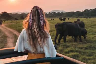 Minneriya National Park Private Wildlife Safari