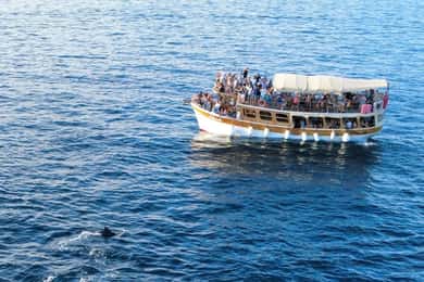 Novigrad: Båttur med delfinsafari i solnedgången med Matek