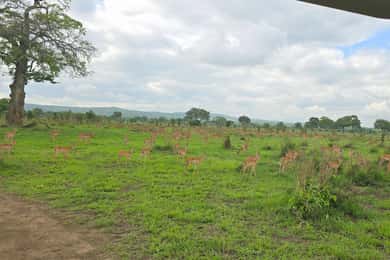 Meraviglioso safari di 3 giorni da Zanzibar al Parco Nazionale di Mikumi