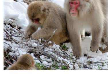 Nagano/Tokyo: Snow Monkey and Zenkoji Temple Private Tour