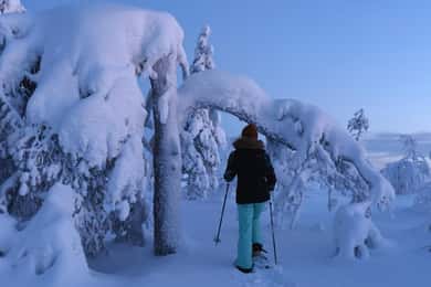 Oplevelse af arktisk rensdyrfarm med sneskovandring i naturen