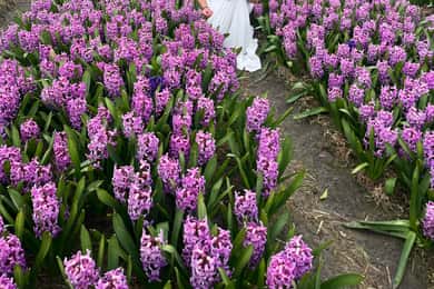 Lisse: Visita particular aos campos de tulipas com um guia local 1h de turismo
