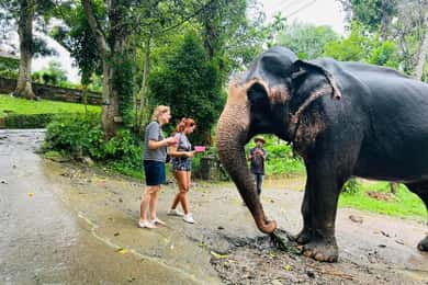 Excursão de um dia a Pinnawala a partir de Kandy (tour particular)