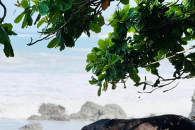 From Uvita: Day Trip to Corcovado National Park by Boat