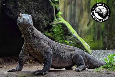Bali Reptile Park 1-Dag Entree Ticket