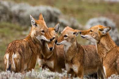 8 Days Harar, bale mountain and Awash safari tour.