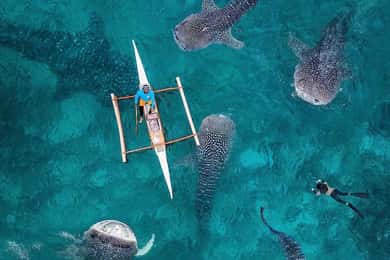 Bohol: Whale Shark Snorkel Tour with Hotel Pickup